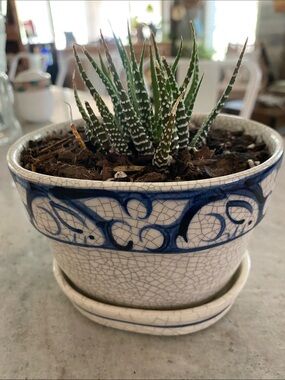 Vintage Dedham Rabbit Crackle Oval Flower Pot with Saucer & Real Zebra Plant